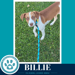 Billie image 4