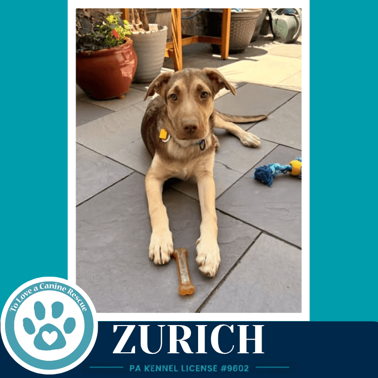 Zurich Peaks And Pyramids Pups - Shepherd