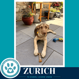 Zurich Peaks And Pyramids Pups image 2