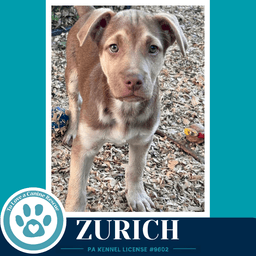 Zurich Peaks And Pyramids Pups image 3