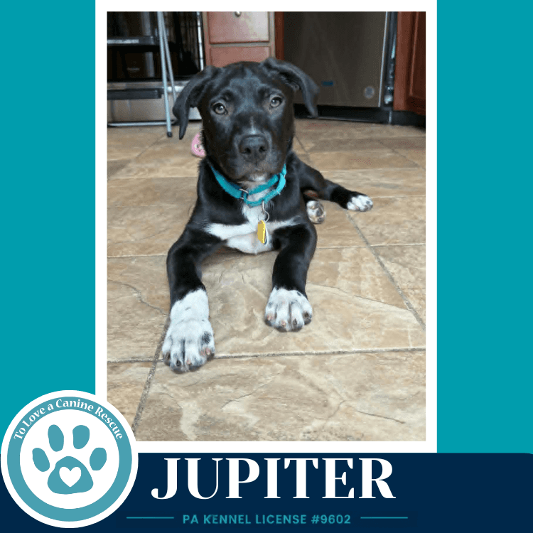 Jupiter Xena's Planetary Pups - Labrador Retriever