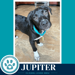 Jupiter Xena's Planetary Pups image 2