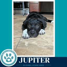 Jupiter Xena's Planetary Pups image 3