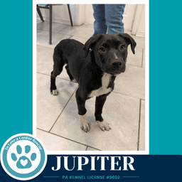 Jupiter Xena's Planetary Pups image 4