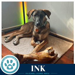 Ink I-Team image 1