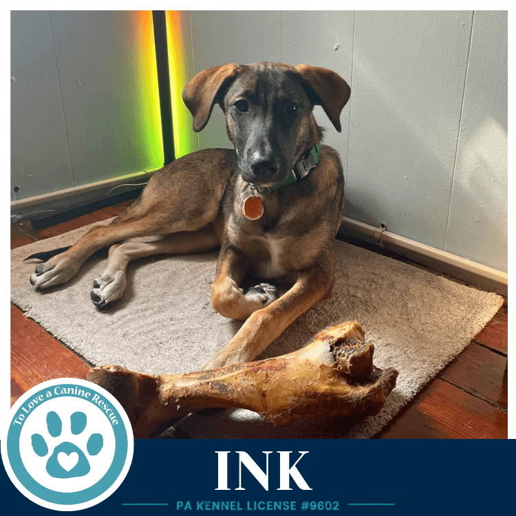Ink I-Team - Shepherd