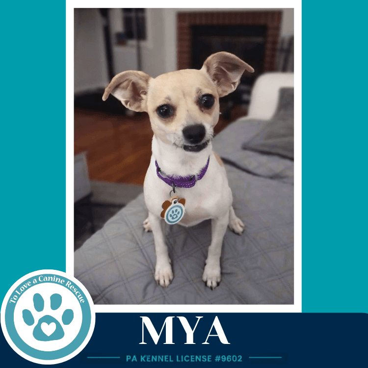 Mya - Chihuahua