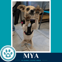 Mya image 4