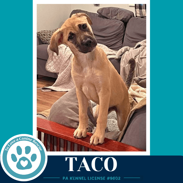 Taco Taco Tuesday Crew - Shepherd