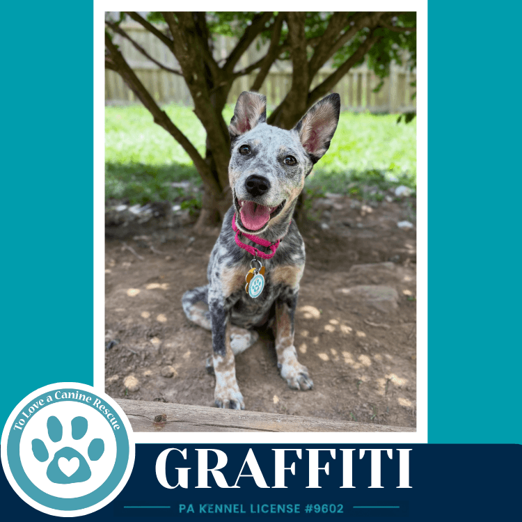 Graffiti Blue Belles - Australian Cattle Dog/Blue Heeler