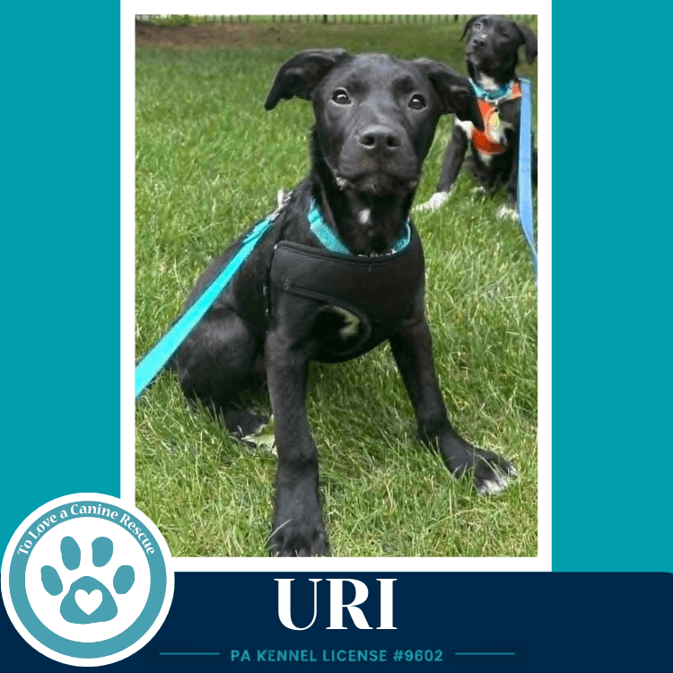 Uri Xena's Planetary Pups - Labrador Retriever