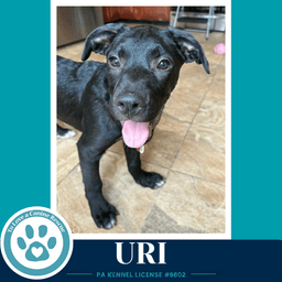 Uri Xena's Planetary Pups image 2