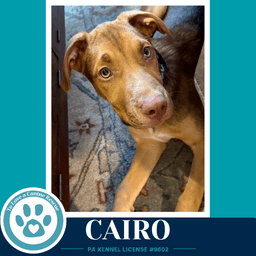 Cairo Peaks And Pyramids Pups image 1