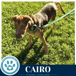 Cairo Peaks And Pyramids Pups image 4