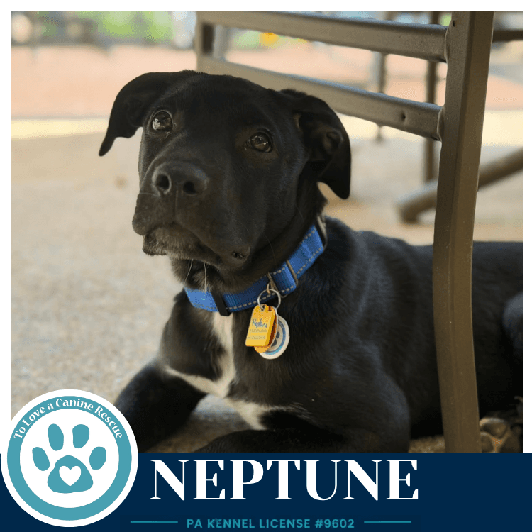 Neptune Xena's Planetary Pups - Labrador Retriever
