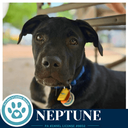 Neptune Xena's Planetary Pups image 2