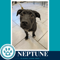 Neptune Xena's Planetary Pups image 3