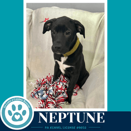 Neptune Xena's Planetary Pups image 4