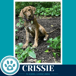 Crissie The Copper Crew image 1