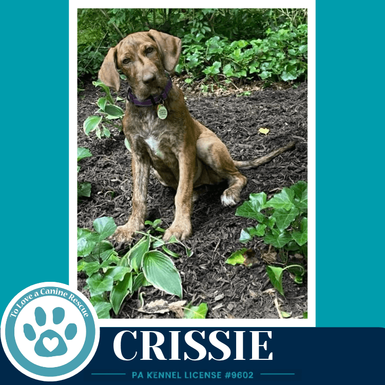 Crissie The Copper Crew - Plott Hound