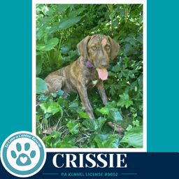 Crissie The Copper Crew image 2