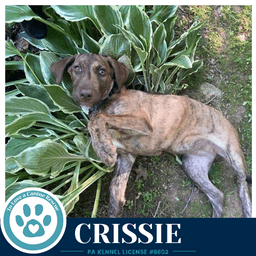 Crissie The Copper Crew image 3