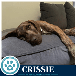 Crissie The Copper Crew image 4
