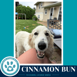 Cinnamon Bun image 1