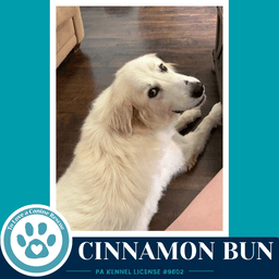 Cinnamon Bun image 2