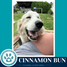 Cinnamon Bun image 3