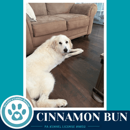 Cinnamon Bun image 4