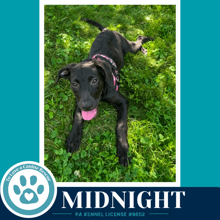 Midnight Sweetie's Sweets - Labrador Retriever