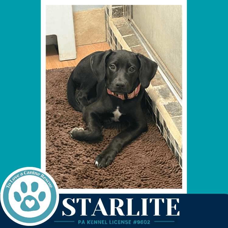 Starlite Sweetie's Sweets - Labrador Retriever