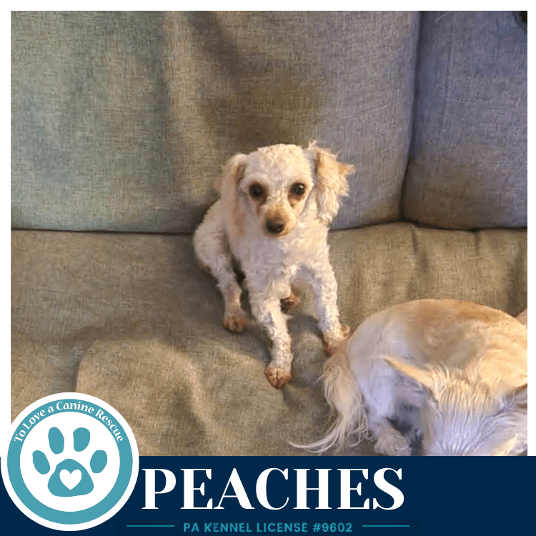 Peaches - Poodle (T-Cup)