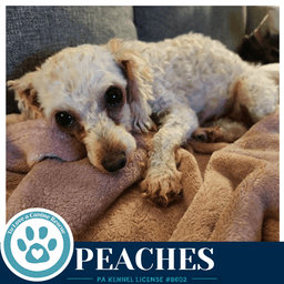 Peaches image 2