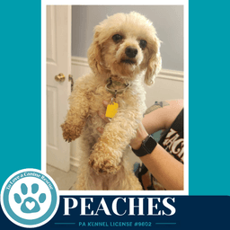 Peaches image 3