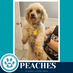 Peaches image 4