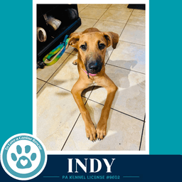 Indy I-Team image 1