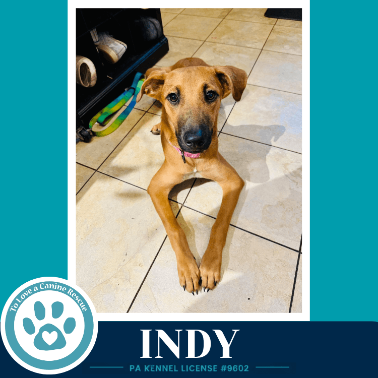 Indy I-Team - Shepherd