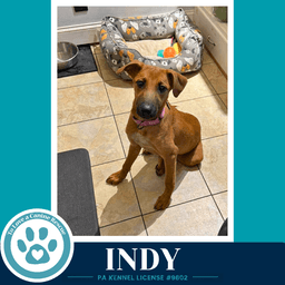 Indy I-Team image 2
