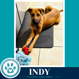 Indy I-Team image 3