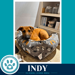 Indy I-Team image 4