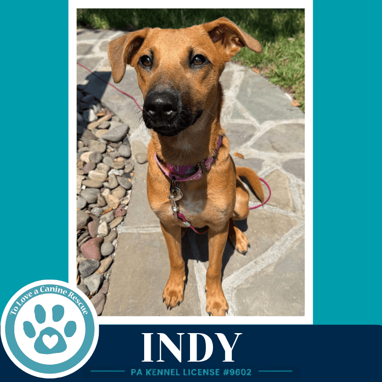 Indy I-Team - Shepherd