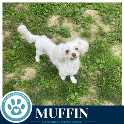 Muffin image 1