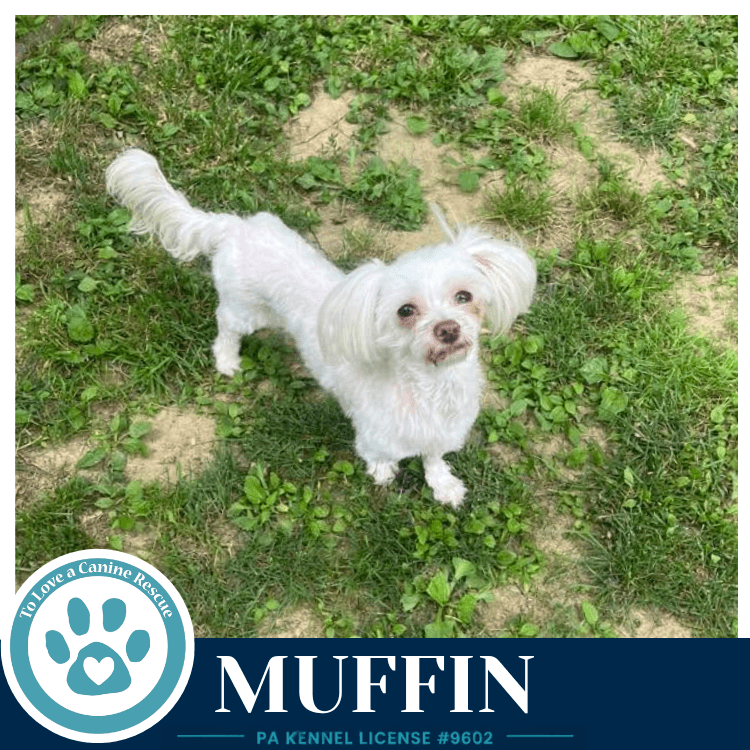 Muffin - Maltese