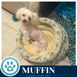 Muffin image 2