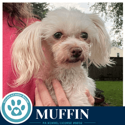 Muffin image 3