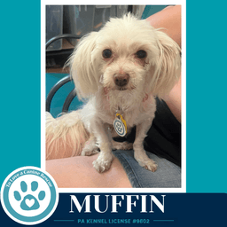 Muffin image 4