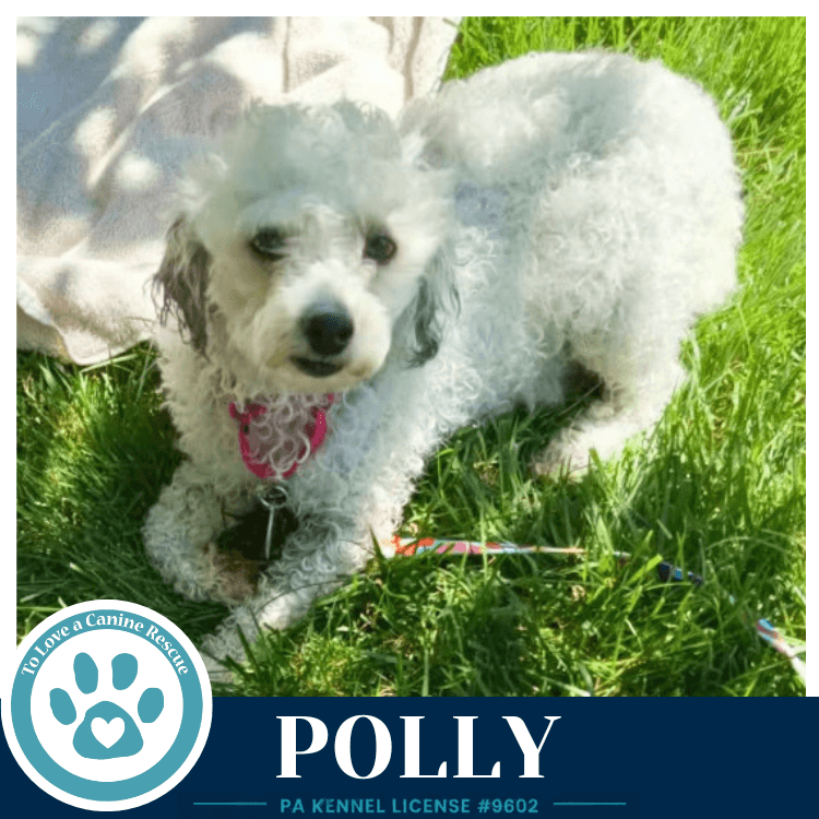 Polly - Poodle (Miniature)