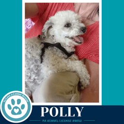 Polly image 2